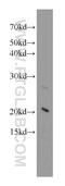Heat shock protein beta-8 antibody, 15287-1-AP, Proteintech Group, Western Blot image 