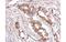 Luteinizing hormone receptor antibody, MBS835367, MyBioSource, Immunohistochemistry frozen image 