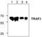 TNF Receptor Associated Factor 3 antibody, AP00241PU-N, Origene, Western Blot image 