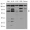 Cbfa1 antibody, LS-C796570, Lifespan Biosciences, Western Blot image 