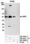 Ubiquitin carboxyl-terminal hydrolase 3 antibody, A301-540A, Bethyl Labs, Immunoprecipitation image 