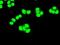 Cyclin Dependent Kinase 5 antibody, NBP1-47692, Novus Biologicals, Immunocytochemistry image 