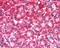 Caspase Recruitment Domain Family Member 6 antibody, 45-361, ProSci, Immunohistochemistry frozen image 