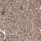 Period Circadian Regulator 3 antibody, HPA019530, Atlas Antibodies, Immunohistochemistry frozen image 
