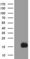 Trefoil factor 3 antibody, TA811442S, Origene, Western Blot image 