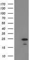 Pseudouridine 5'-Phosphatase antibody, TA502621S, Origene, Western Blot image 