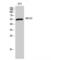 5-Hydroxytryptamine Receptor 2C antibody, LS-C386171, Lifespan Biosciences, Western Blot image 