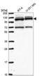 Putative RNA-binding protein 15 antibody, NBP2-56787, Novus Biologicals, Western Blot image 