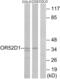 Olfactory Receptor Family 52 Subfamily D Member 1 antibody, abx015376, Abbexa, Western Blot image 