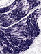 Enolase 2 antibody, 804908, BioLegend, Immunohistochemistry paraffin image 