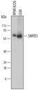 Sphingomyelin phosphodiesterase 3 antibody, AF7184, R&D Systems, Western Blot image 