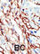 EPH Receptor A7 antibody, abx033524, Abbexa, Western Blot image 