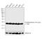 Histone H3 antibody, PA5-17420, Invitrogen Antibodies, Western Blot image 