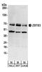 Zinc Finger And BTB Domain Containing 3 antibody, A304-080A, Bethyl Labs, Western Blot image 