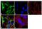 Dihydropyrimidinase Like 5 antibody, MA3-700, Invitrogen Antibodies, Immunofluorescence image 