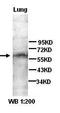 Angiopoietin-4 antibody, orb77075, Biorbyt, Western Blot image 