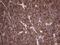 Leucine Rich Repeat Transmembrane Neuronal 1 antibody, NBP2-45675, Novus Biologicals, Immunohistochemistry frozen image 