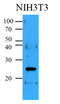 BCL2 antibody, AM09378PU-S, Origene, Western Blot image 