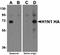 Influenza A H1N1 Hemagglutinin antibody, orb75224, Biorbyt, Western Blot image 