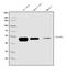 Solute Carrier Family 10 Member 1 antibody, A06872-1, Boster Biological Technology, Western Blot image 