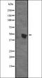 PBIP1 antibody, orb335148, Biorbyt, Western Blot image 