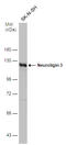 Neuroligin 3 antibody, GTX131085, GeneTex, Western Blot image 
