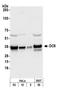 Kinetochore-associated protein NSL1 homolog antibody, A300-795A, Bethyl Labs, Western Blot image 