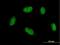 Protein atonal homolog 1 antibody, H00000474-M07, Novus Biologicals, Immunofluorescence image 