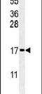 Ribosomal Protein S24 antibody, PA5-26730, Invitrogen Antibodies, Western Blot image 