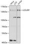 U2 SnRNP Associated SURP Domain Containing antibody, 19-055, ProSci, Western Blot image 