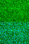 YTH N6-Methyladenosine RNA Binding Protein 3 antibody, 23-552, ProSci, Immunofluorescence image 