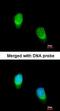 Protein Wnt-11 antibody, orb73750, Biorbyt, Immunofluorescence image 