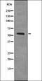 Aquaporin 2 antibody, orb336027, Biorbyt, Western Blot image 