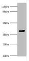Serpin Family B Member 8 antibody, A50472-100, Epigentek, Western Blot image 
