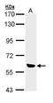 Oxidative Stress Responsive Kinase 1 antibody, LS-C186217, Lifespan Biosciences, Western Blot image 