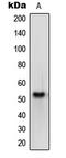 OPN4 antibody, LS-C353612, Lifespan Biosciences, Western Blot image 
