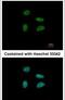 YEATS Domain Containing 4 antibody, PA5-34867, Invitrogen Antibodies, Immunofluorescence image 
