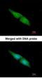 Mitogen-Activated Protein Kinase 4 antibody, NBP1-31594, Novus Biologicals, Immunofluorescence image 