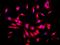 Neuronal Cell Adhesion Molecule antibody, orb150856, Biorbyt, Immunofluorescence image 