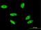 H2A Histone Family Member X antibody, H00003014-M05, Novus Biologicals, Immunofluorescence image 