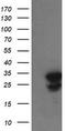 Ubiquitin-conjugating enzyme E2 S antibody, TA505187AM, Origene, Western Blot image 