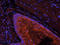 EGFR antibody, orb256507, Biorbyt, Immunocytochemistry image 