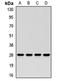 Proteasome subunit alpha type-3 antibody, orb411979, Biorbyt, Western Blot image 
