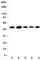 ST13 Hsp70 Interacting Protein antibody, R31035, NSJ Bioreagents, Western Blot image 