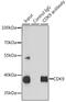 Cyclin Dependent Kinase 9 antibody, 16-157, ProSci, Immunoprecipitation image 