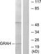 Granzyme H antibody, TA313990, Origene, Western Blot image 