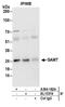 Guanidinoacetate N-Methyltransferase antibody, A304-182A, Bethyl Labs, Immunoprecipitation image 