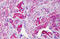 Sodium/myo-inositol cotransporter antibody, MBS247736, MyBioSource, Immunohistochemistry frozen image 