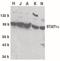 Signal Transducer And Activator Of Transcription 1 antibody, PA5-19858, Invitrogen Antibodies, Western Blot image 