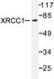 X-Ray Repair Cross Complementing 1 antibody, LS-C176370, Lifespan Biosciences, Western Blot image 